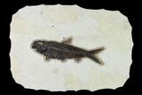 Detailed Fossil Fish (Knightia) - Wyoming #163429-1